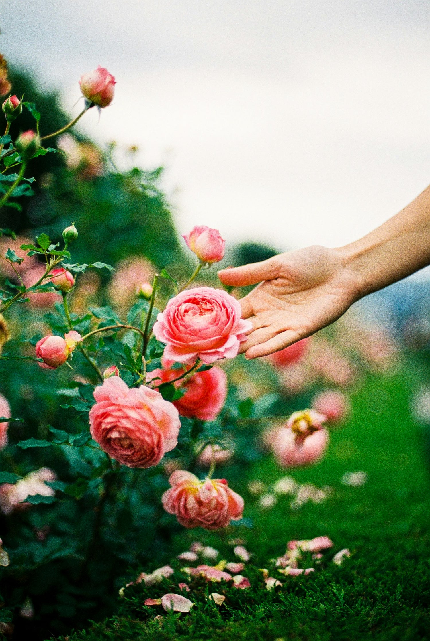 Sample photo edited with Agfa Precisa film emulation preset in Lightroom